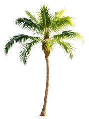 Obraz premium Queen Palm Tree, graceful arching fronds, sunlit from behind, professional studio shot, dynamic pose, premium stock imagery