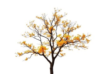 Obraz premium Lone deciduous tree, branches reaching skyward, stark white backdrop, design element, brown