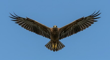 Obraz premium Majestic eagle in flight against a clear blue sky.