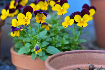 Cottage Spring Flowers
