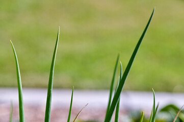 Macro And Close Up Photos Of Plants