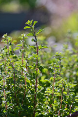 Herbs Grown In A Homestead Cottage Garden