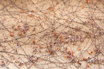 壁に張り付いた夏蔦が冬に葉を落としている状態