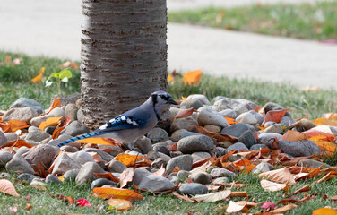 Blue jay in the fall