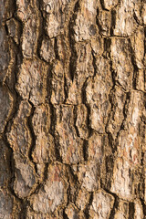 表面がうろこのようになっているアカマツの幹