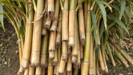 Fototapeta premium Freshly cut sugarcane stalks bundled together, rural scene,sweetener