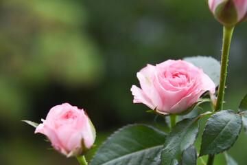 ピンクのスプレーばら