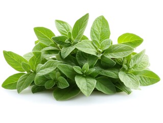 Fresh oregano sprigs, white background