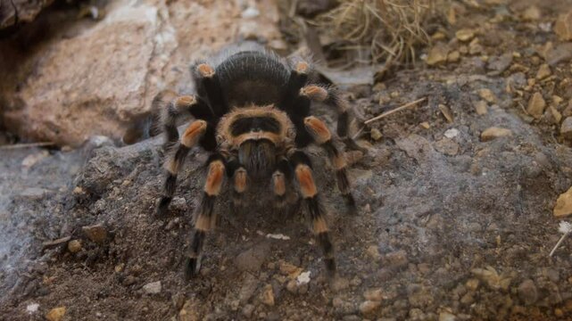 Mexican Redknee Tarantula