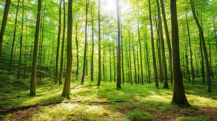 Fototapeta premium Tranquil forest bathed in soft sunlight, earthy tones blending harmoniously, evoking peace and natural serenity.