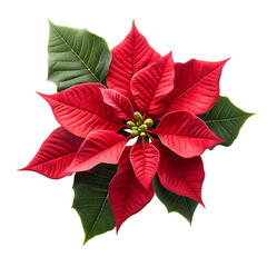 Red poinsettia flower bloom festive season holiday isolated on transparent  background png