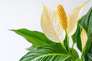 Serene Peace Lily: A Close-Up of Exquisite Indoor Bloom