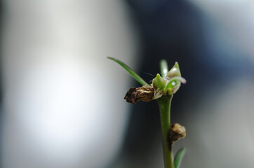 Close-Up of a Delicate Green Plant Against a Soft Blurred Background