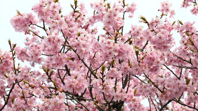 榛の森公園の河津桜_七分咲き_05 / Kawazu cherry blossoms at Harunomori Park, 70% in bloom No.5