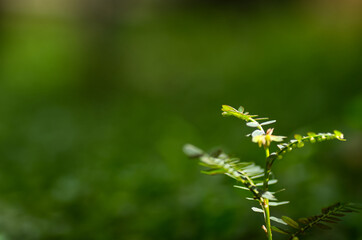 Close-Up of a Delicate Green Plant Against a Soft Blurred Background