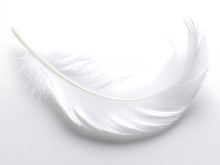 Obraz premium White feather, softly curved, on white