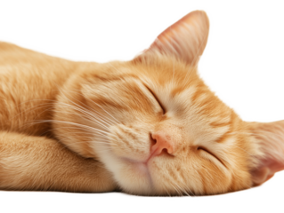 Peaceful Ginger Cat Sleeping Close-Up on White Background