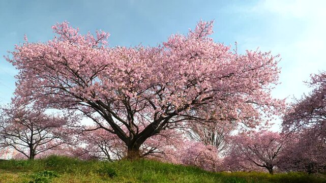 榛の森公園の河津桜_七分咲き_01 / Kawazu cherry blossoms at Harunomori Park, 70% in bloom No.1