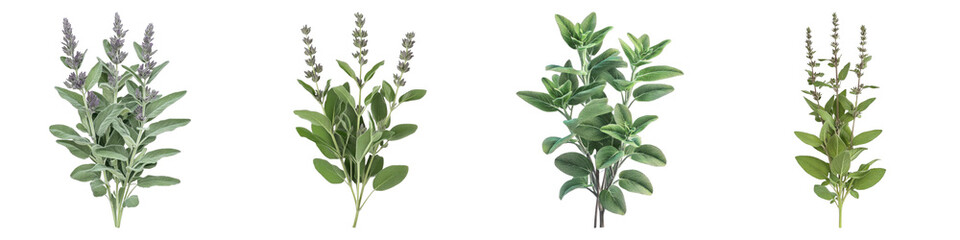 Woodland sage isolated on transparent background.PNG Set of