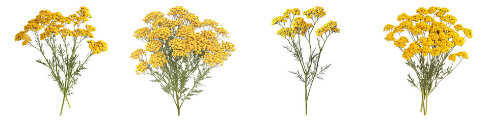 Yellow yarrow flower isolated on transparent background.PNG Set of