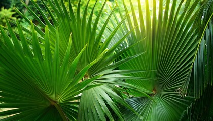 Fototapeta premium Green palm leaves in botanical garden- 75075