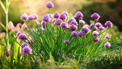 Obraz premium Allium sibiricum stock video footage - Chives or Spring Onion glowing in vegetable garden-