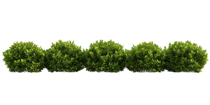 Green garden bushes cut out