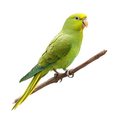 Green parakeet bird isolated on transparent background.
