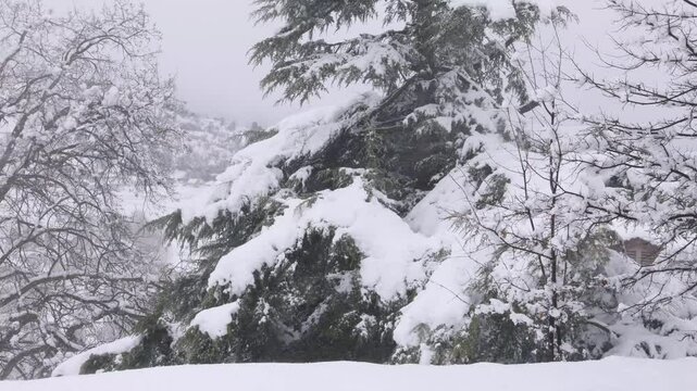 A snowy blizzard in the mountains with pine trees and redwood trees.