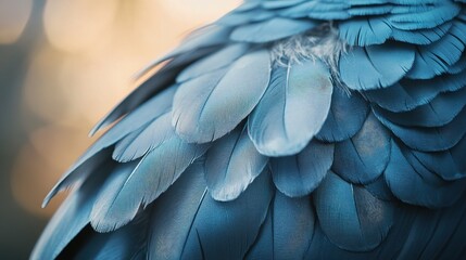 Obraz premium Textured Blue Feathers: An extreme close-up of layers of blue feathers reveals intricate textures, soft hues, and delicate details, creating a sense of wonder and visual richness.