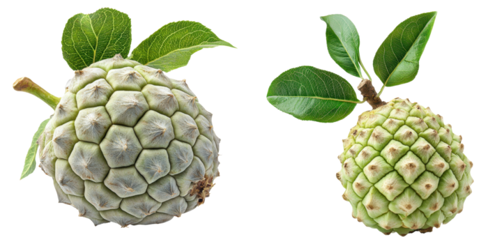 Two green fruit with textured skin and leaves, showcasing unique shapes and sizes.
