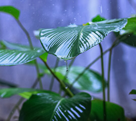 Raindrops on Calathea Lutea Leaves