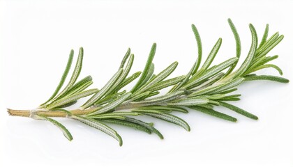 Fototapeta premium Fresh Rosemary Sprig