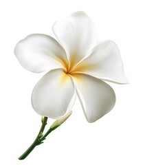 Obraz premium A single white plumeria flower with a green stem