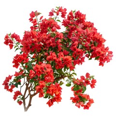 Fototapeta premium Vibrant Red Bougainvillea Blossoms on Green Foliage Background