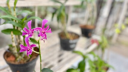The image features a close-up of a vivid purple orchid, prominently displayed as the main subject.