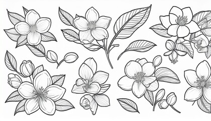 Vector set with outline Jasmine flowers, bud, and leaves in black isolated on white background. Ornate floral elements for spring design and coloring book. Jasmine flower in contour or line art style