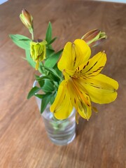 Blooming yellow flower in glass vase of water, sitting on wooden table