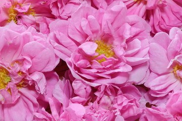 色鮮やかなピンク色の美しい「ダマスクローズ」香りの女王と呼ばれアロマのエッセンシャルオイルはとても高価なものです。香りは素晴らしく癒やしの効果が抜群です。