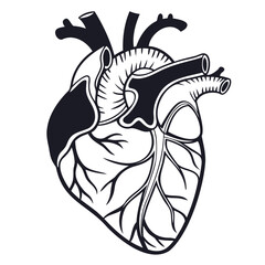Realistic Heart icon Black Silhouette vector illustration isolated on transparent background, Vector medical heart logo. Line art of people heart.