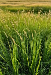 Fototapeta premium Grass in a field with sky background
