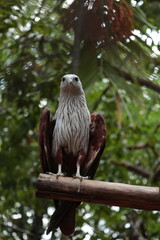 Eagle on the tree 