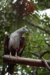 Animals wildlife bird Eagle in the nature 