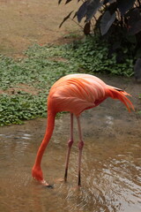 pink flamingo in the water