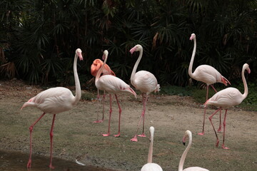 flamingos in the nature 