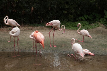 group of flamingos