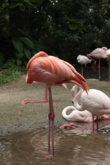 pink flamingo in the zoo