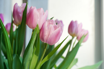 Lilac tulips, happy mother's day, holiday and birthday gift. Spring concept