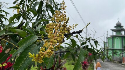 Yellow flowers bloomorning 