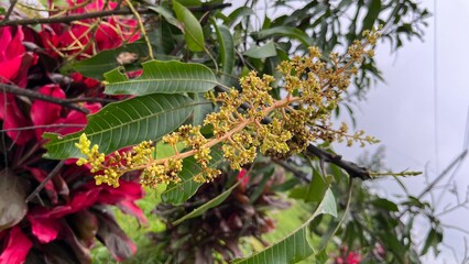 Obraz premium close up of a palm tree